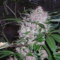 Northern  Lights  Feminised  Cannabis  Seeds  Phoenix  Cannabis  Seeds 0