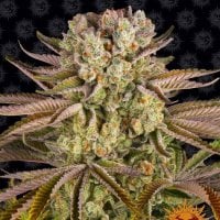 Pineapple  Express  Feminised  Cannabis  Seeds