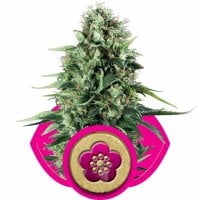 Power  Flower  Feminised  Cannabis  Seeds  Royal  Queen  Cannabis  Seeds 0