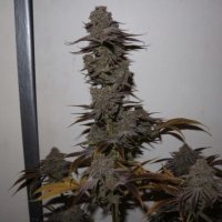 Purple  Strawberry  Sherbet  Feminised  Cannabis  Seeds