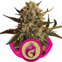 Royal  Madre  Feminised  Cannabis  Seeds  Royal  Queen  Cannabis  Seeds 0