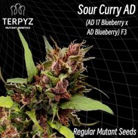 Sour  Curry  Ad 6