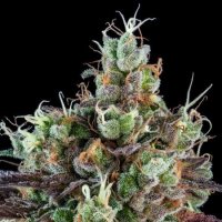 Sour  Ripper  Auto  Feminised  Cannabis  Seeds