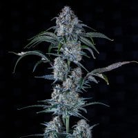 Sour  Stomper  Auto  Feminised  Cannabis  Seeds
