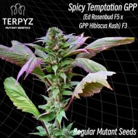 Spicy  Temptation  Gpp 1 6