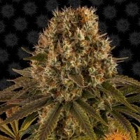 Strawberry  Lemonade  Feminised  Cannabis  Seeds