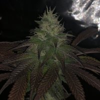 Sunset  Aka  Sunset  Sherbet  Feminised  Cannabis  Seeds