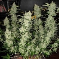 Super  Kush  Auto  Feminised  Cannabis  Seeds  Phoenix  Cannabis  Seeds 0