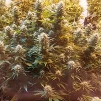 Super  Kush  Feminised  Cannabis  Seeds  Phoenix  Cannabis  Seeds 0