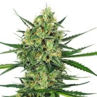 Tangerine  Sugar  Feminized