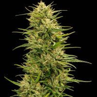 Trilogene  Cannabis  Seeds  The  Don  Cbd 6