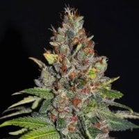 Tropical  Punch  Chj36ecijrcdpuyi  Tlvupmsljj2i2bpn