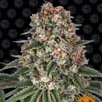 Tropicanna  Banana  Feminised  Cannabis  Seeds 0