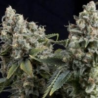 Tutankhamon  Auto  Feminised  Cannabis  Seeds