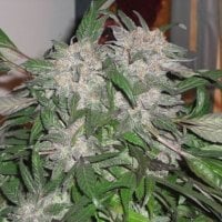 White  Widow  Express  Auto  Feminised  Cannabis  Seeds  Phoenix  Cannabis  Seeds