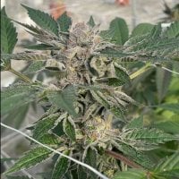 Willys  Winery  Feminised  Cannabis  Seeds