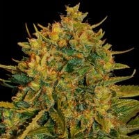 World  Of  Cannabis  Seeds  Northern  Light  X  Big  Bud  Feminised 0